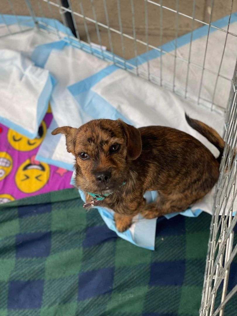 Coco Bean , Adopted, Young Female Dachshund & Yorkshire Terrier.