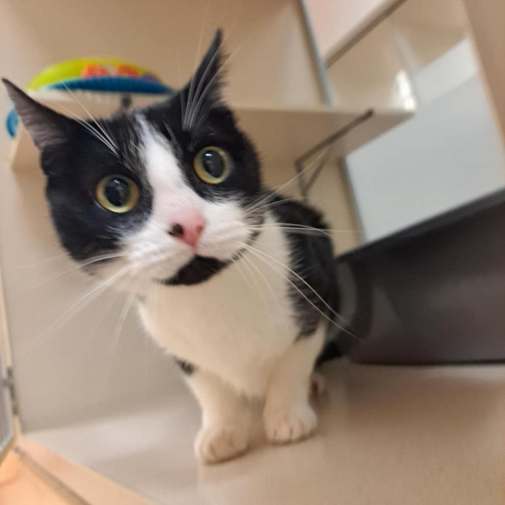 Lunabell, Adoptable, Adult Female Domestic Short Hair.