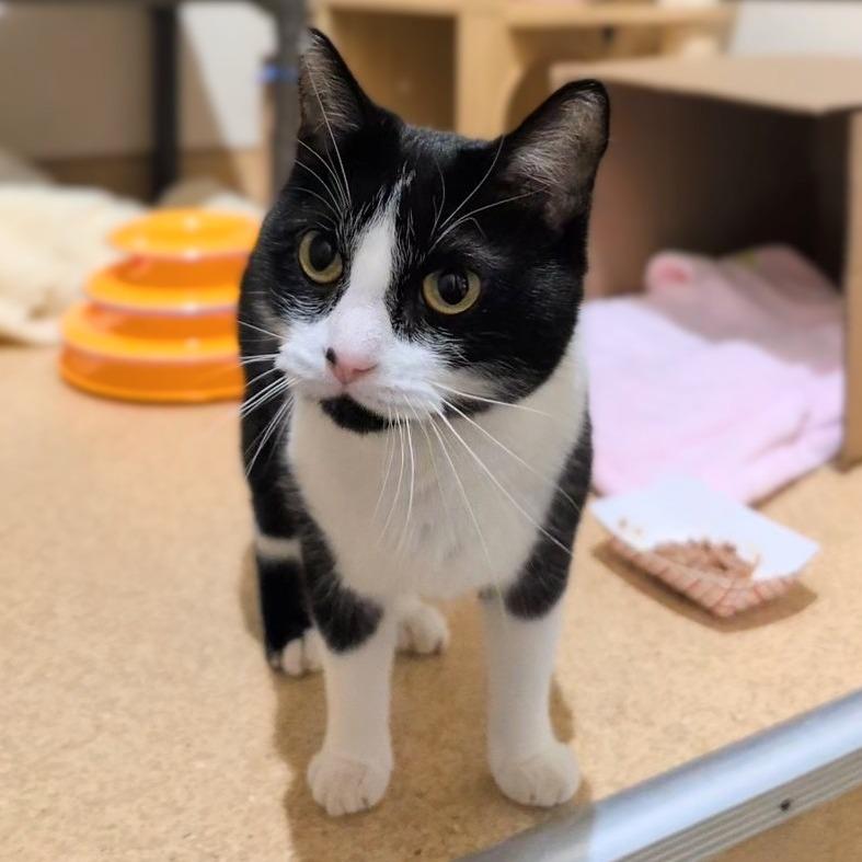 Lunabell, a Adoptable Domestic Short Hair in Ballston Spa, NY image 2/6