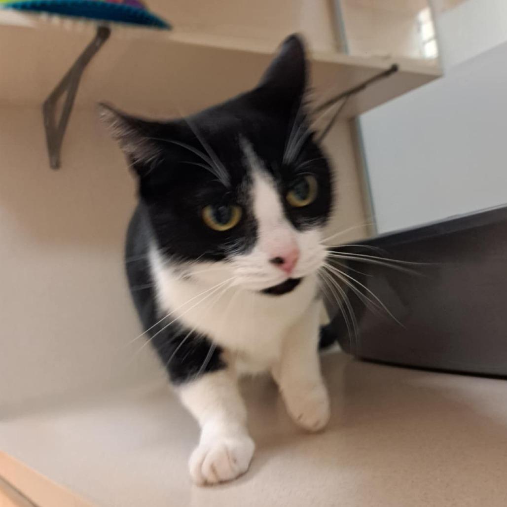 Lunabell, a Adoptable Domestic Short Hair in Ballston Spa, NY image 3/6