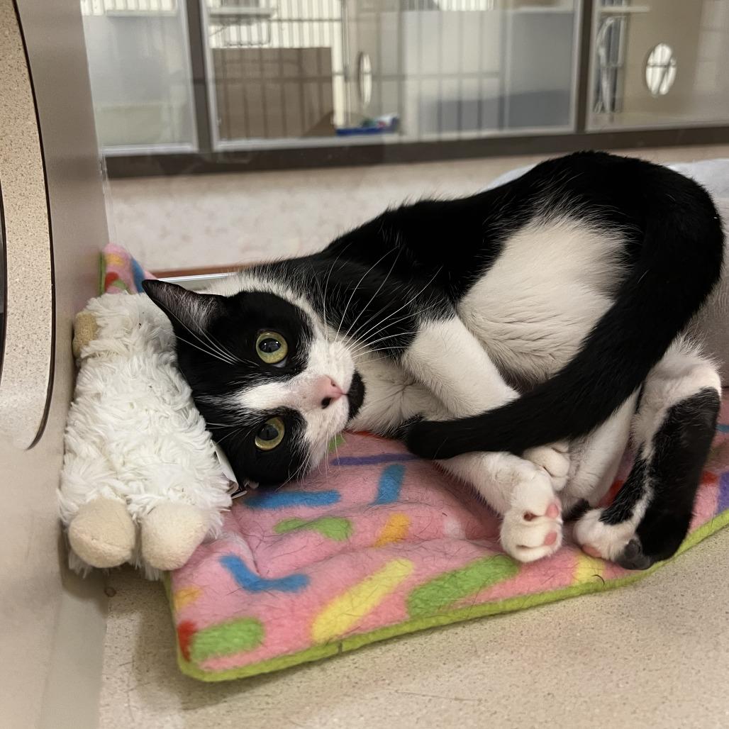 Lunabell, a Adoptable Domestic Short Hair in Ballston Spa, NY image 4/6