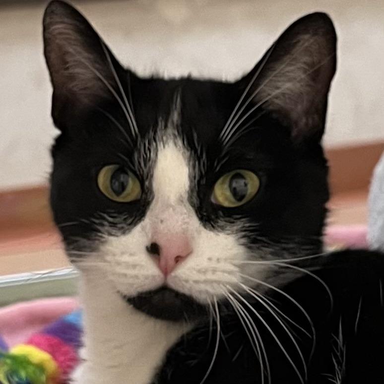 Lunabell, a Adoptable Domestic Short Hair in Ballston Spa, NY image 5/6