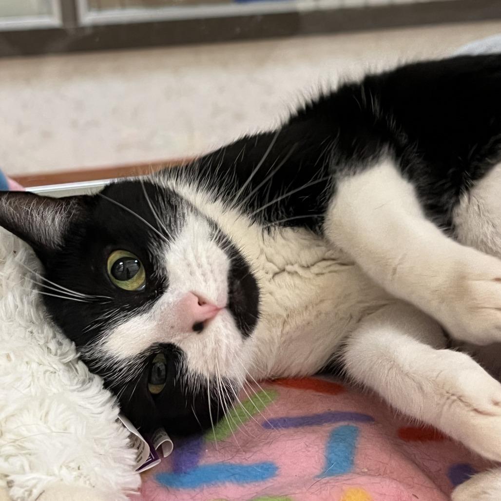 Lunabell, a Adoptable Domestic Short Hair in Ballston Spa, NY image 6/6