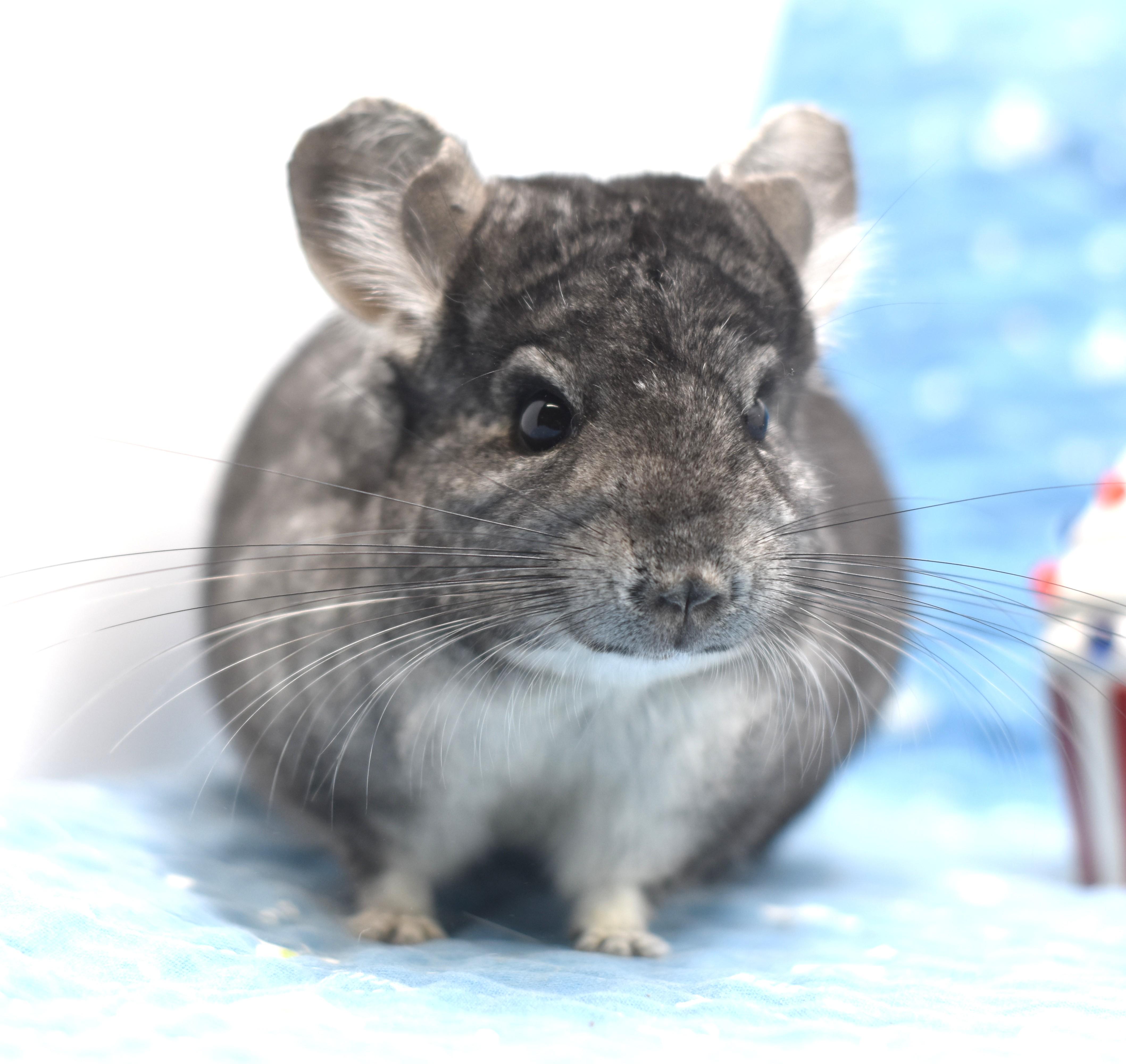 Enlarge Misty, a ADOPTABLE Chinchilla in Wolcott, IN image 2/3