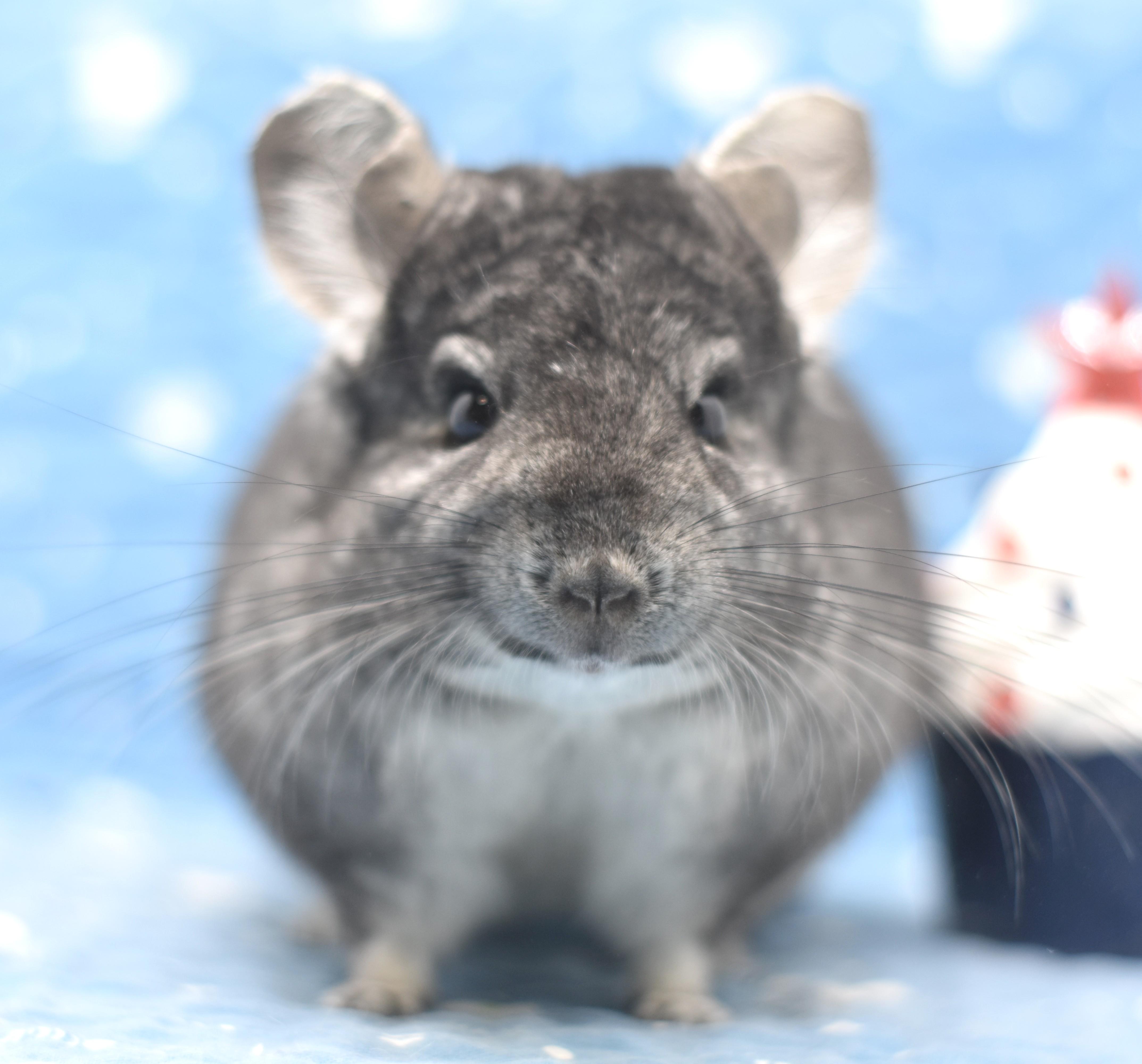 Enlarge Misty, a ADOPTABLE Chinchilla in Wolcott, IN image 3/3