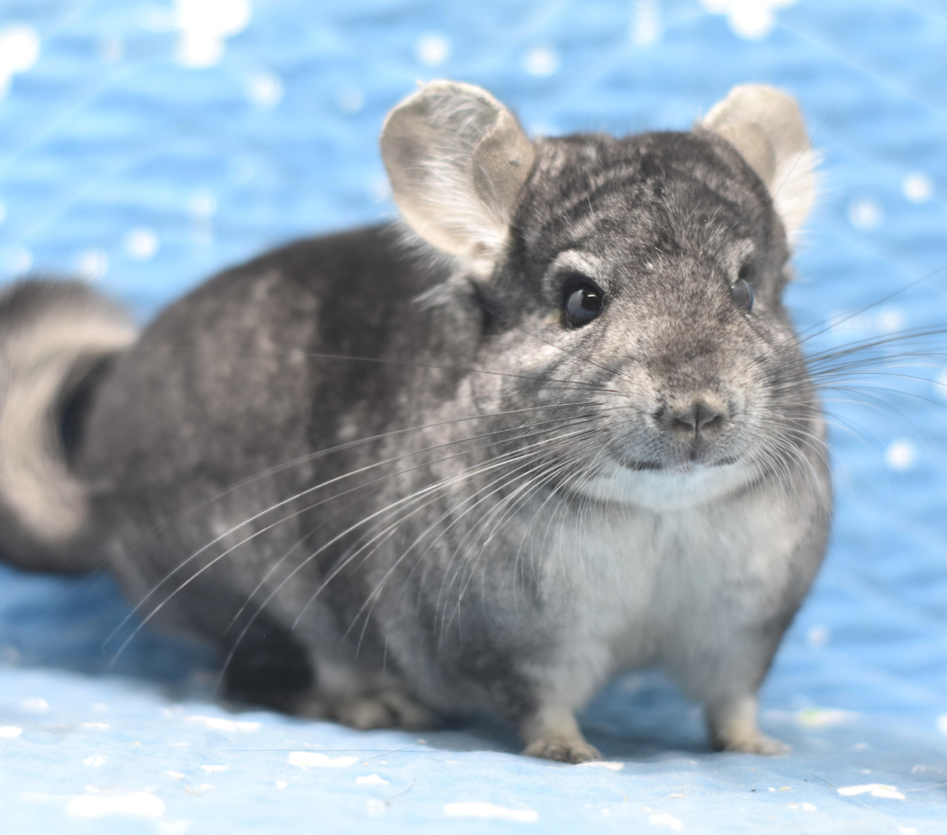 Enlarge Misty, a ADOPTABLE Chinchilla in Wolcott, IN image 1/3