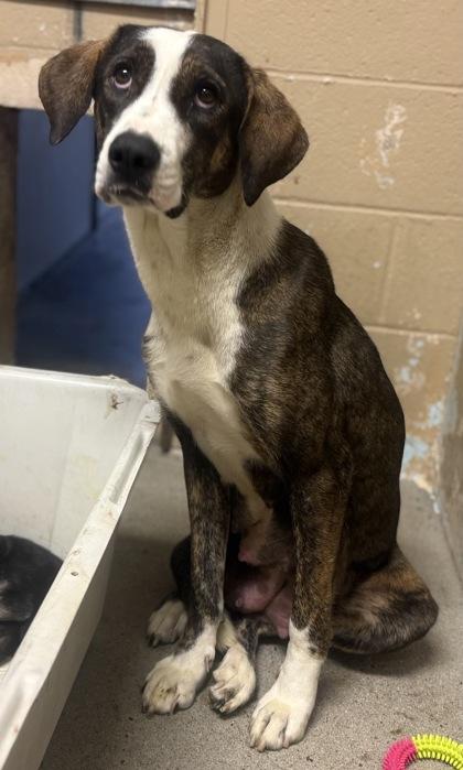 Enlarge Wanda, a Adoptable mixed breed in Madera, CA image 1/3