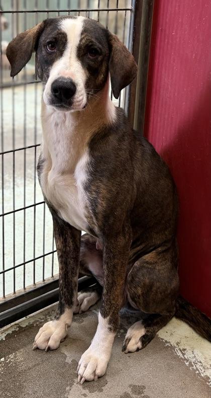 Enlarge Wanda, a Adoptable mixed breed in Madera, CA image 1/3