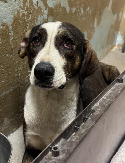 Enlarge Wanda, a Adoptable mixed breed in Madera, CA image 2/3