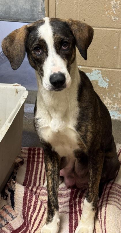 Enlarge Wanda, a Adoptable mixed breed in Madera, CA image 3/3