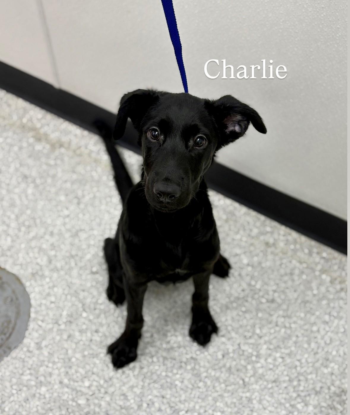 Charlie, an adoptable Black Labrador Retriever in Lake Havasu City, AZ, 86406 | Photo Image 1