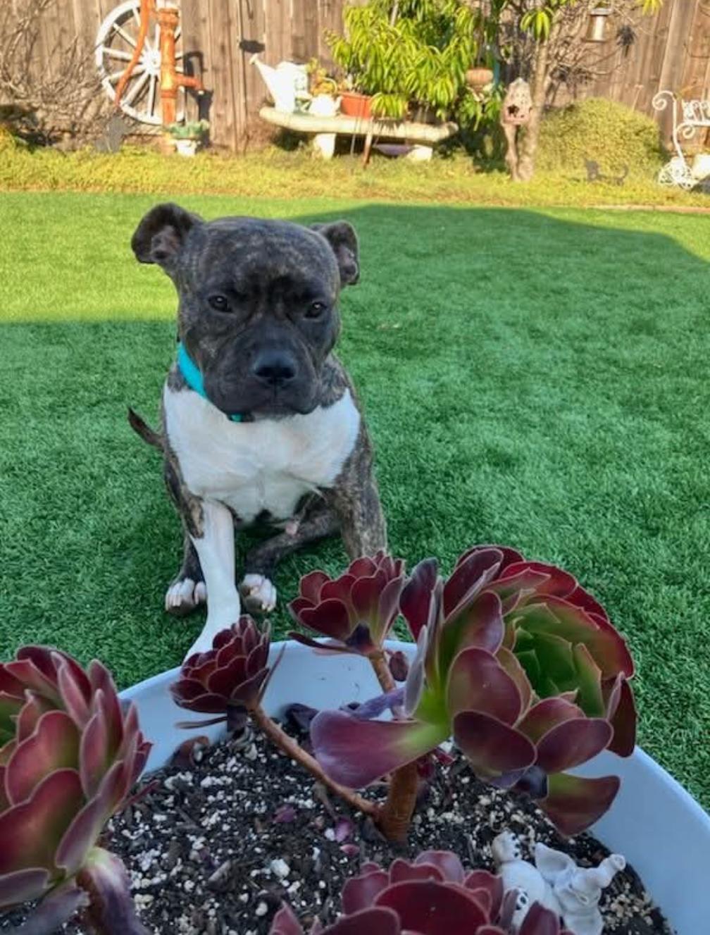 Sundae, a Adoptable American Staffordshire Terrier in San Diego, CA image 2/3