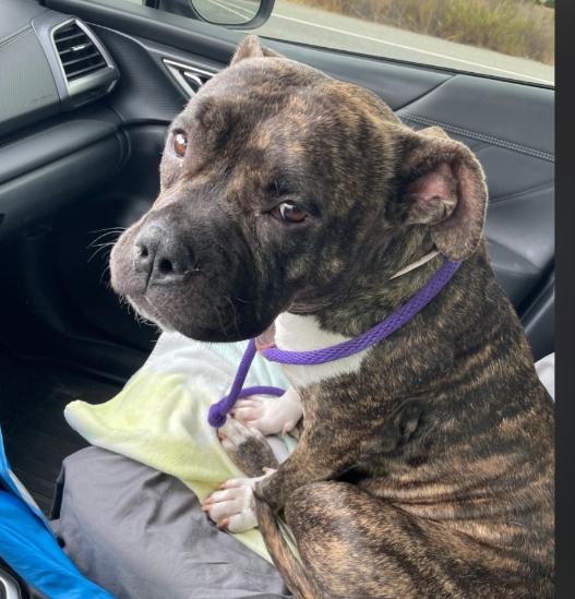 Sundae, a Adoptable American Staffordshire Terrier in San Diego, CA image 3/3