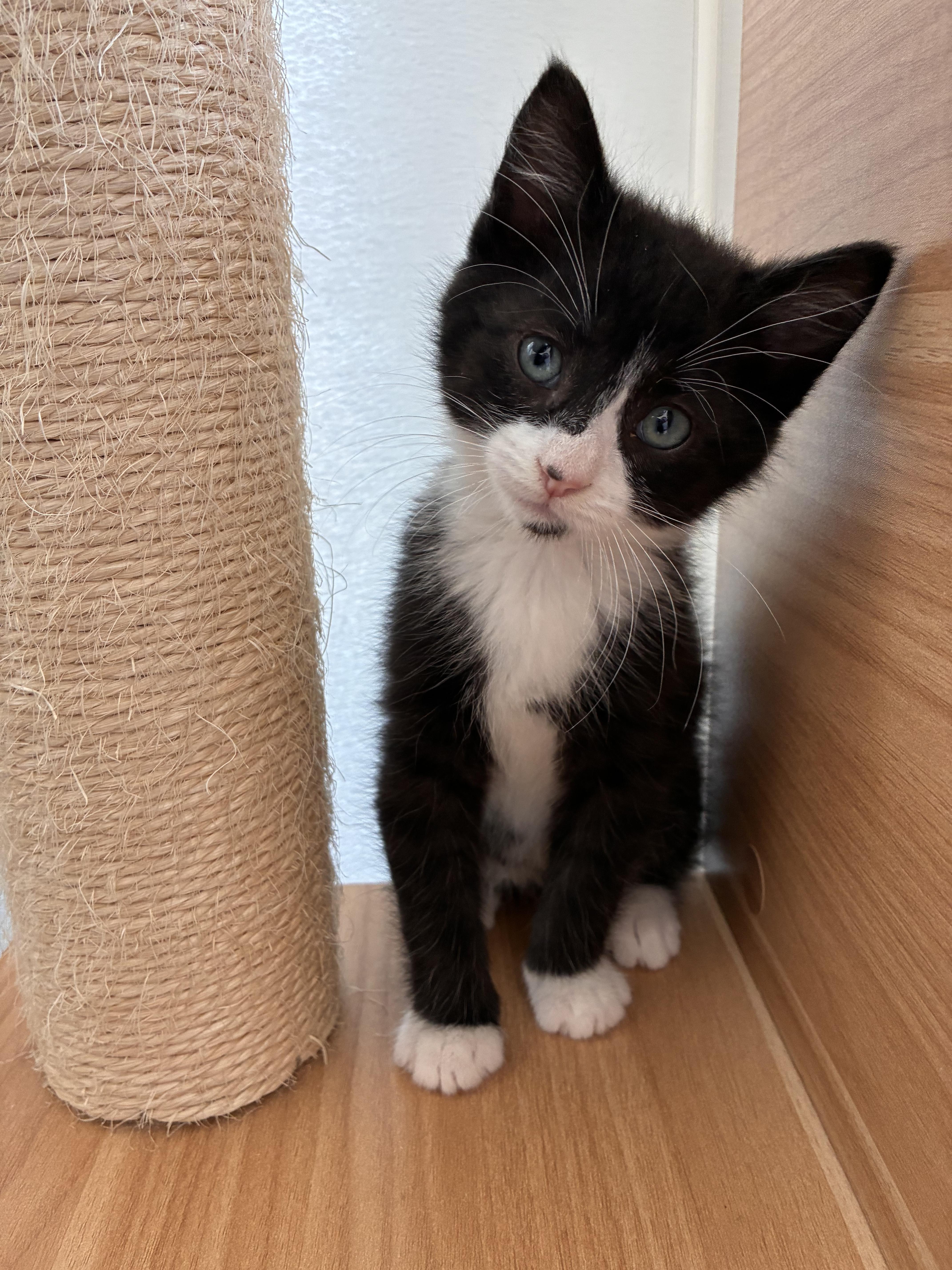 Enlarge Christiano, a Adopted mixed breed in Steinbach, MB image 3/6