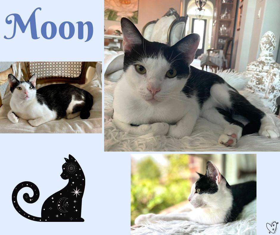Enlarge Moon, a Adoptable Domestic Short Hair in Trophy Club, TX image 6/6