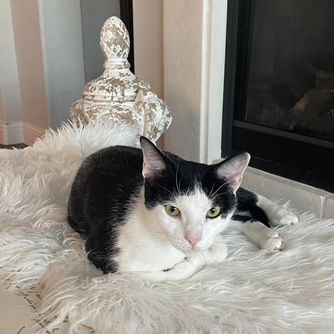 Moon, a Adoptable Domestic Short Hair in Fort Worth, TX image 6/6