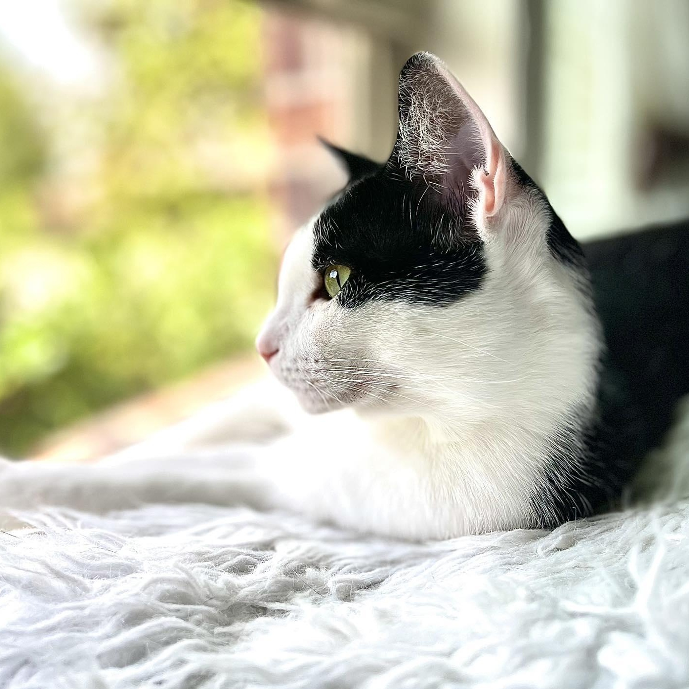 Moon, a Adoptable Domestic Short Hair in Fort Worth, TX image 1/6