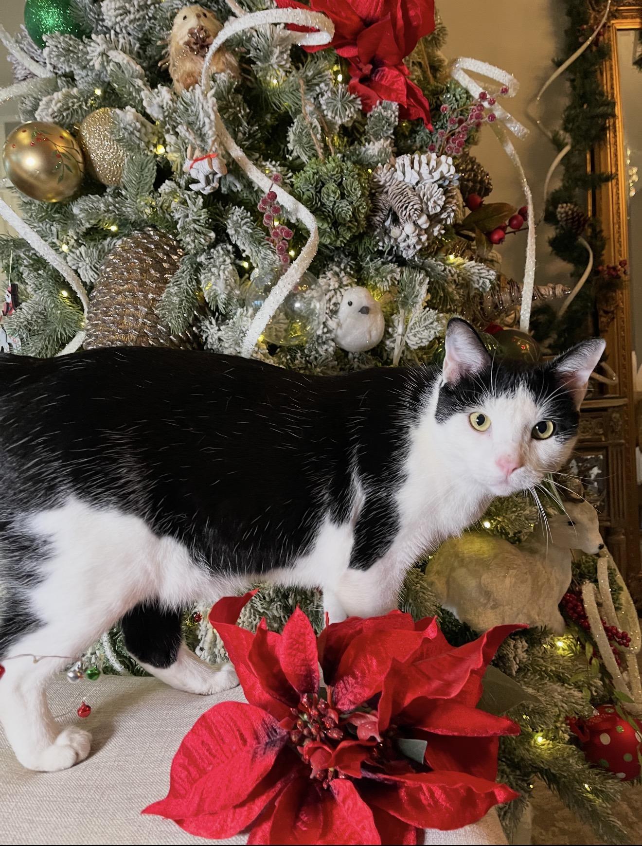 Moon, a Adoptable Domestic Short Hair in Fort Worth, TX image 2/6