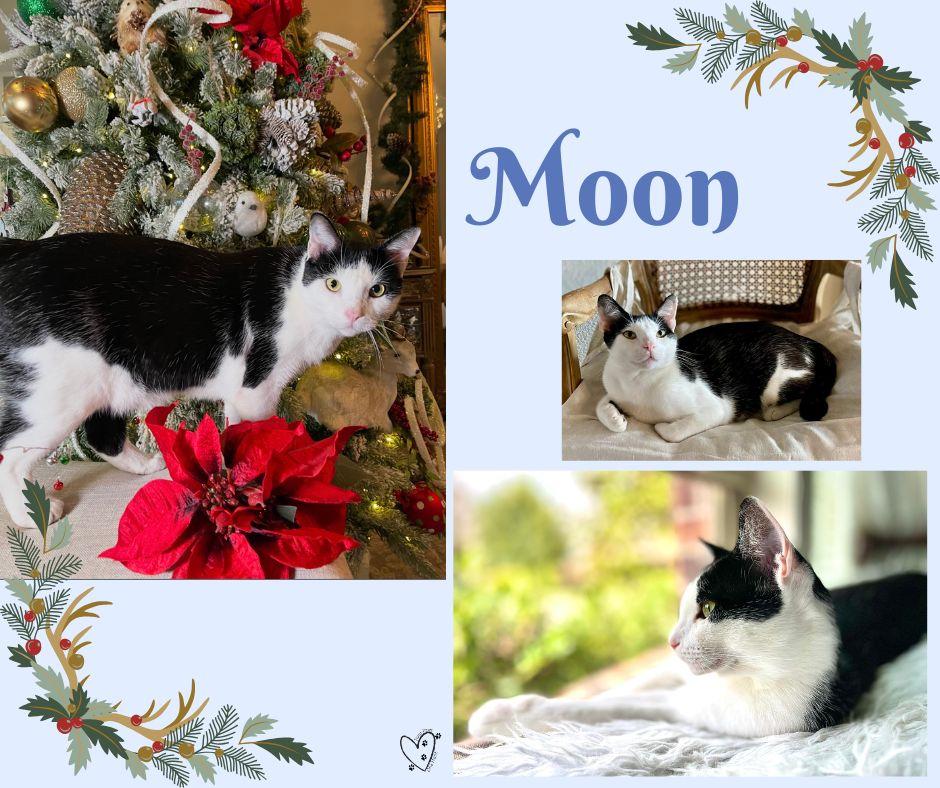 Moon, a Adoptable Domestic Short Hair in Fort Worth, TX image 3/6