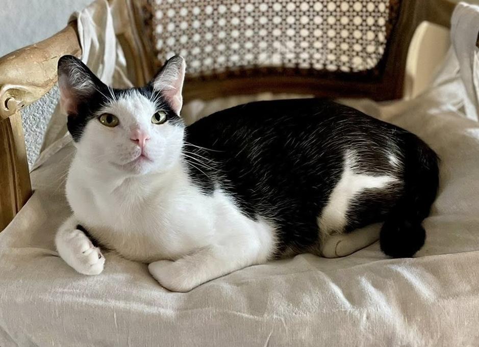 Moon, a Adoptable Domestic Short Hair in Fort Worth, TX image 4/6