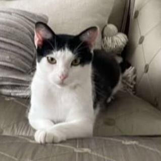 Moon, a Adoptable Domestic Short Hair in Fort Worth, TX image 5/6