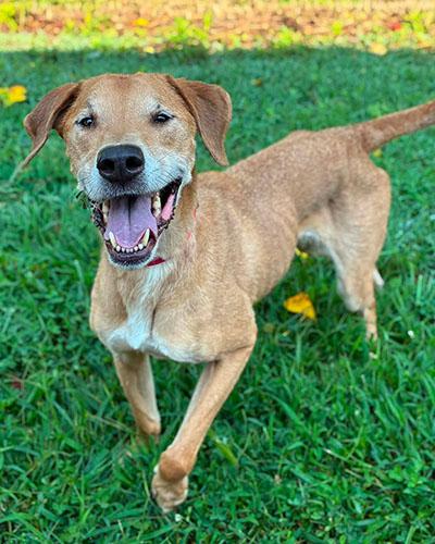 Enlarge Seargent Snacks, a Adoptable mixed breed in Asheville, NC image 1/3