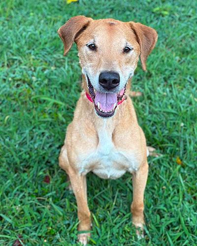 Enlarge Seargent Snacks, a Adoptable mixed breed in Asheville, NC image 2/3