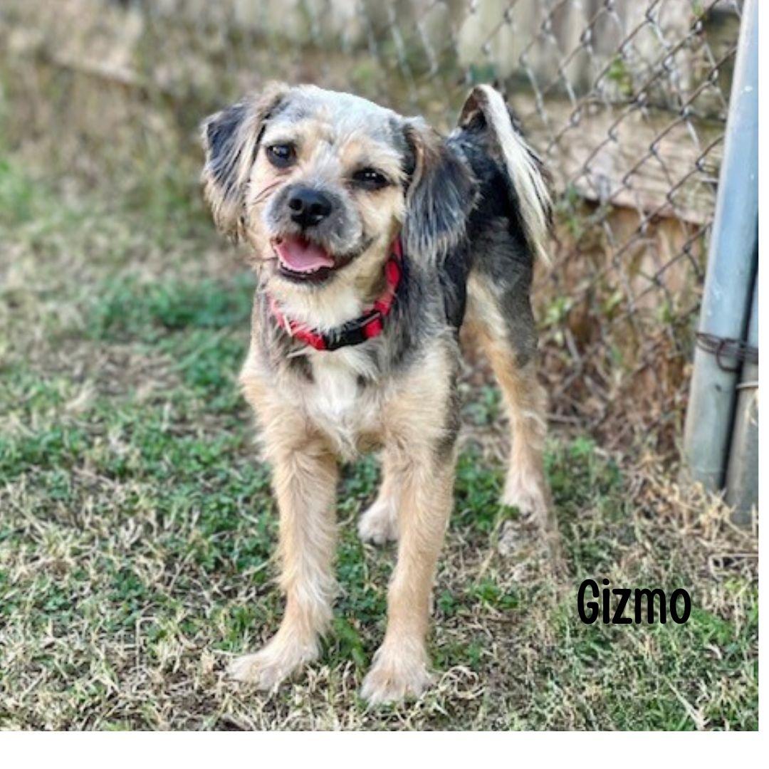 Gizmo