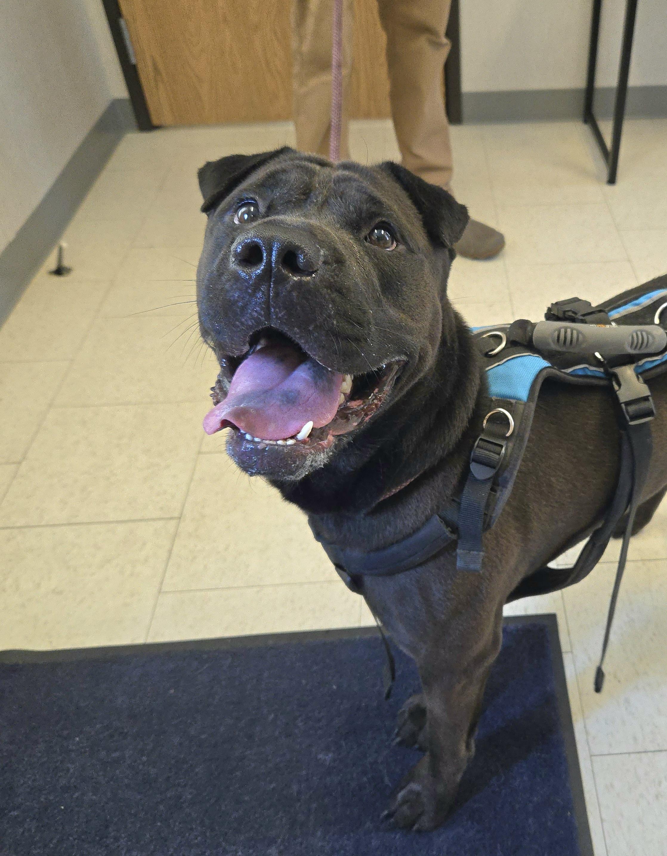Happy, ADOPTABLE, Young Male Staffordshire Bull Terrier.