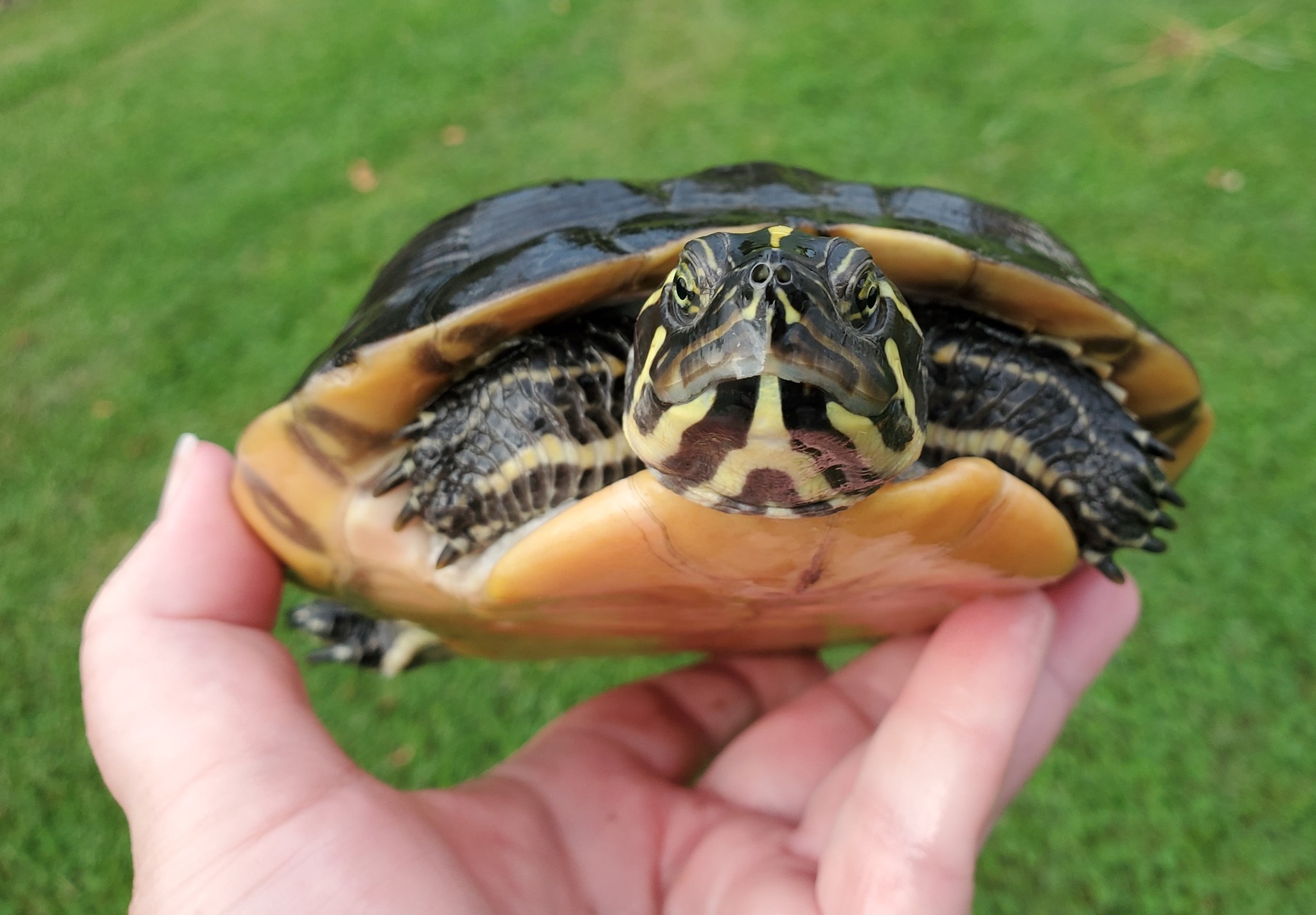 Enlarge Penny FL Cooter (water turtle), a Adoptable Turtle in Baltimore, MD image 1/8