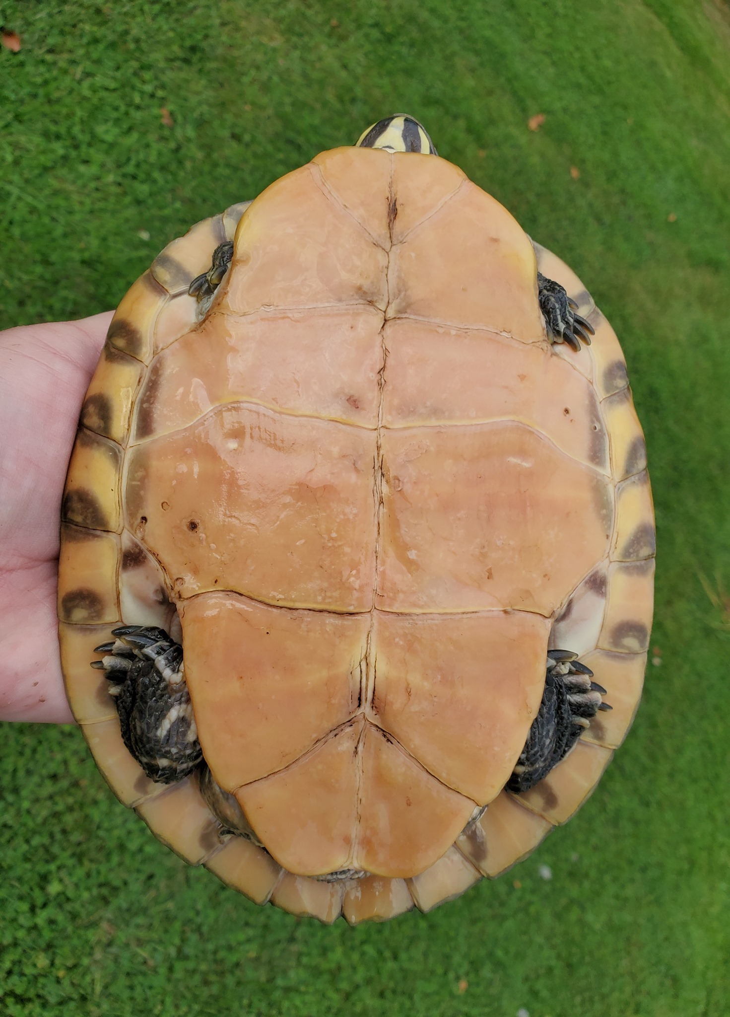 Enlarge Penny FL Cooter (water turtle), a Adoptable Turtle in Baltimore, MD image 2/8