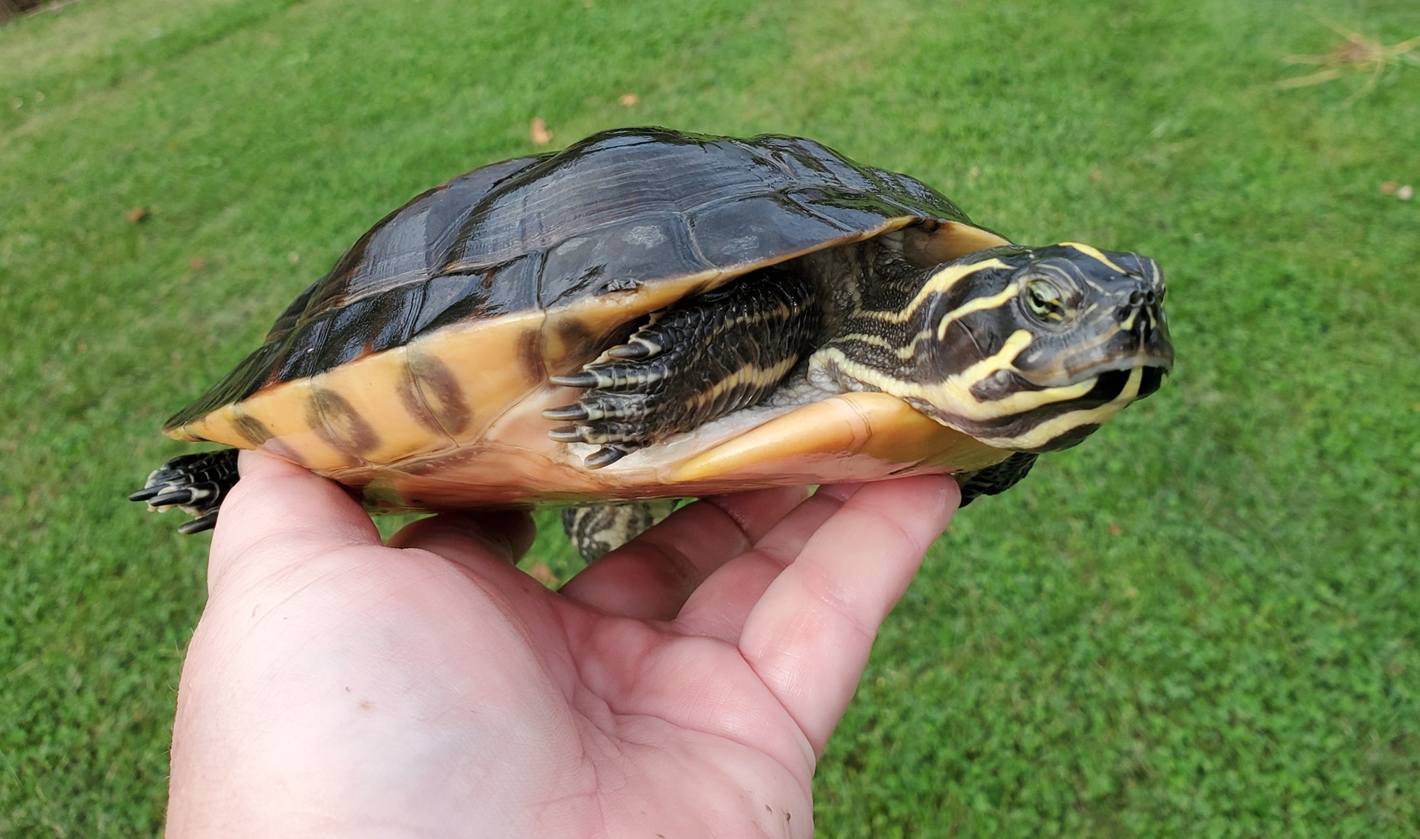 Enlarge Penny FL Cooter (water turtle), a Adoptable Turtle in Baltimore, MD image 3/8