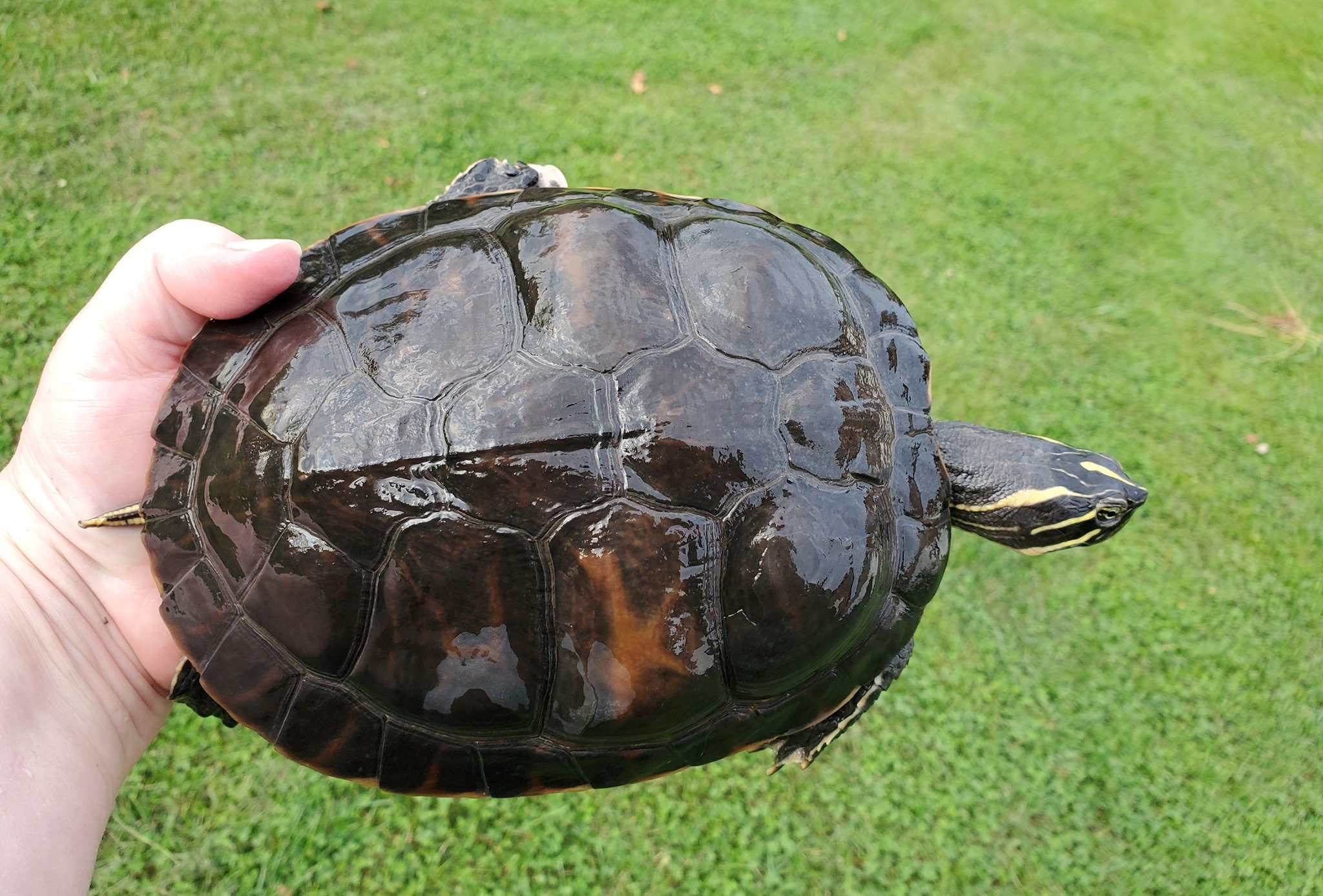 Enlarge Penny FL Cooter (water turtle), a Adoptable Turtle in Baltimore, MD image 4/8