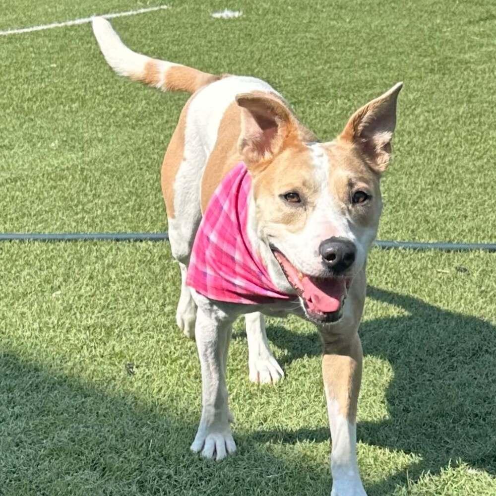 Sasha, Adoptable, Adult Female Pit Bull Terrier.