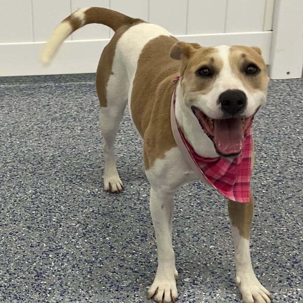 Enlarge Sasha, a Adoptable mixed breed in Raleigh, NC image 2/6