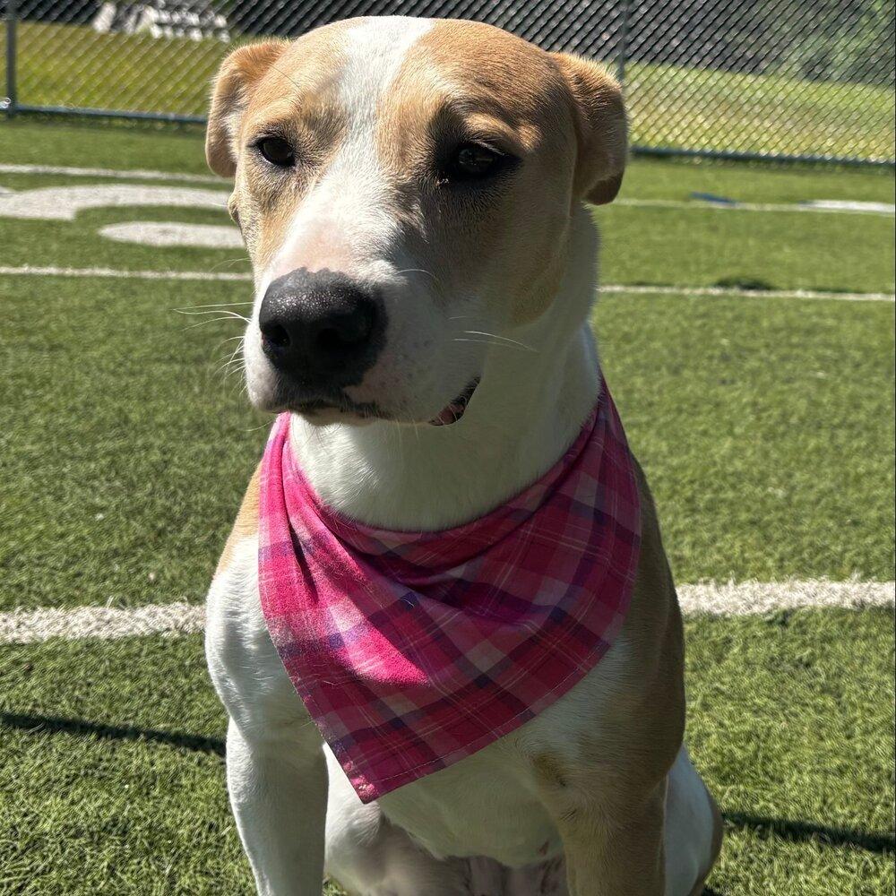 Enlarge Sasha, a Adoptable mixed breed in Raleigh, NC image 5/6