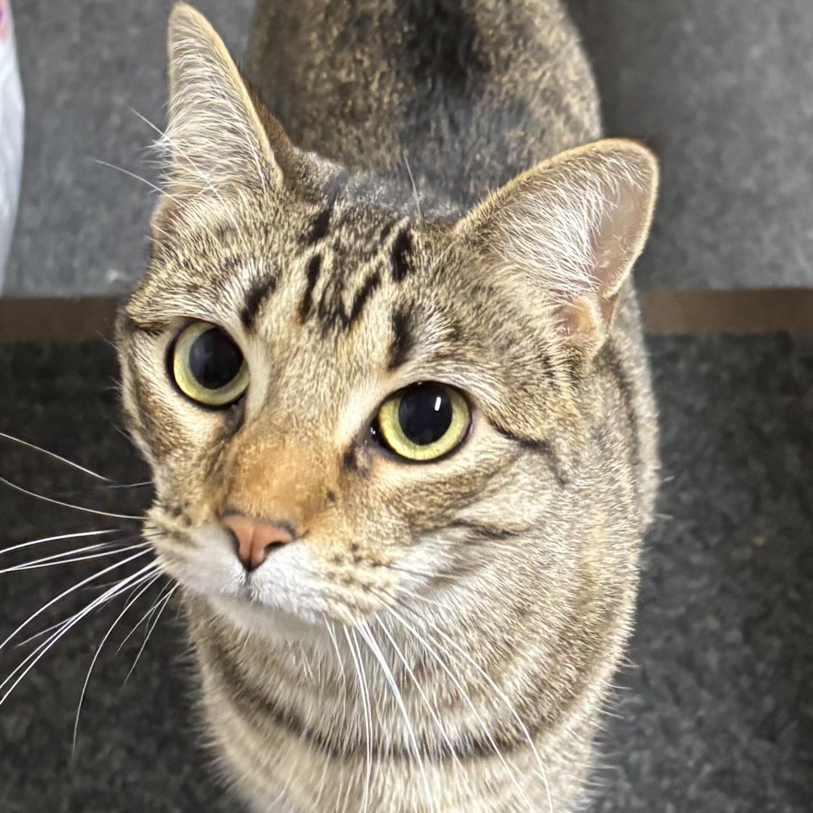 Appalachia, a Adoptable Domestic Short Hair in Murphysboro, IL image 1/3