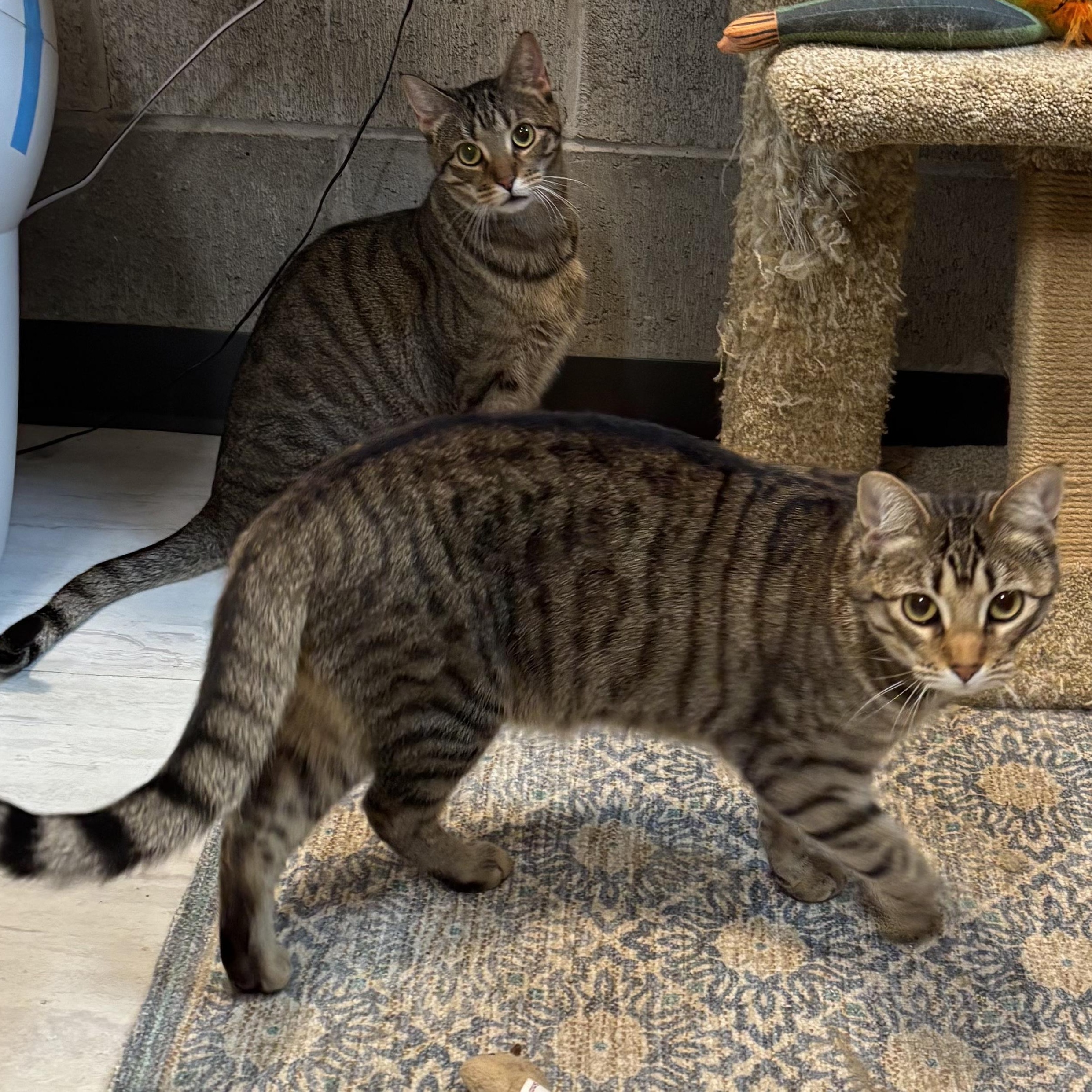 Appalachia, a Adoptable Domestic Short Hair in Murphysboro, IL image 2/3