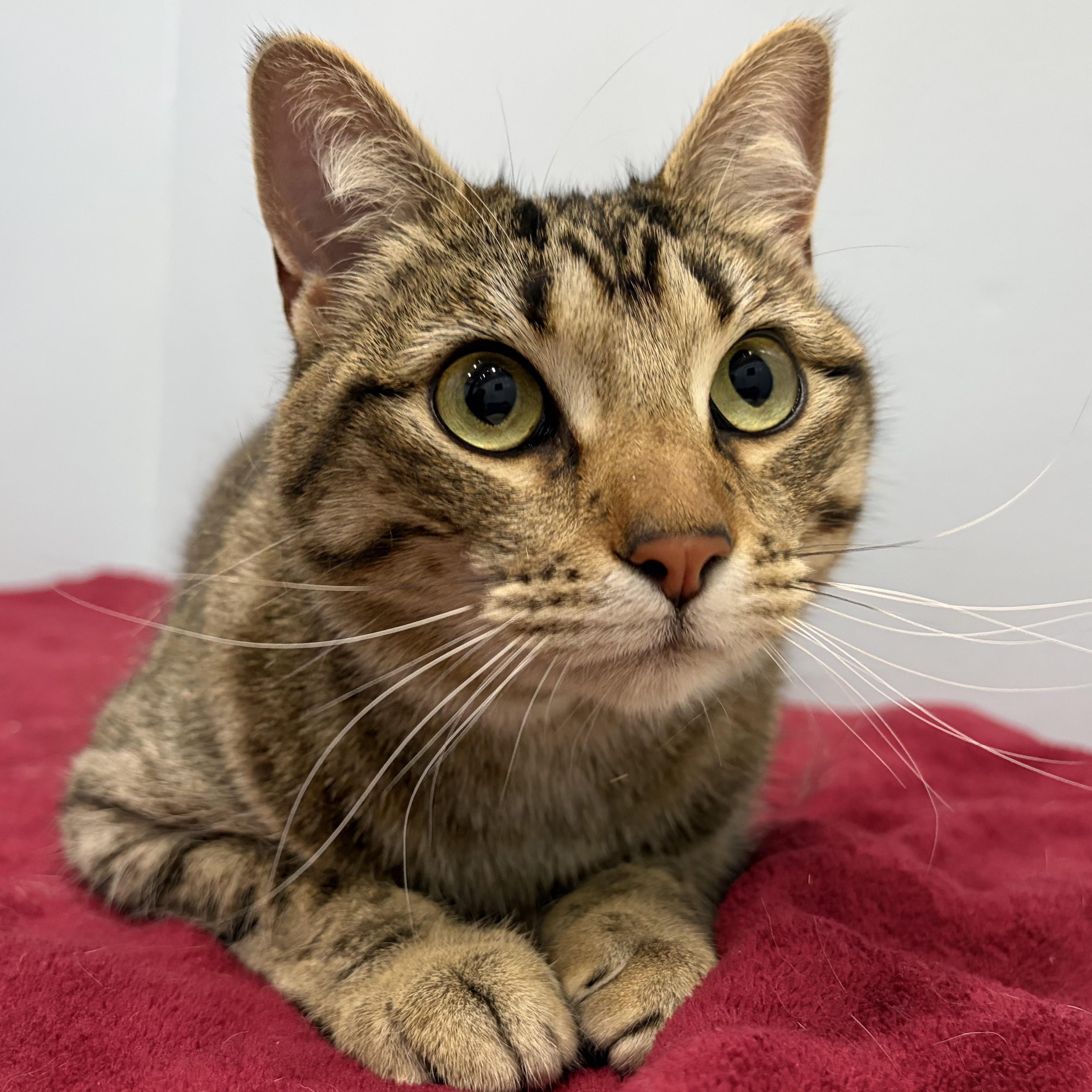Enlarge Appalachia, a Adoptable Domestic Short Hair in Murphysboro, IL image 1/5