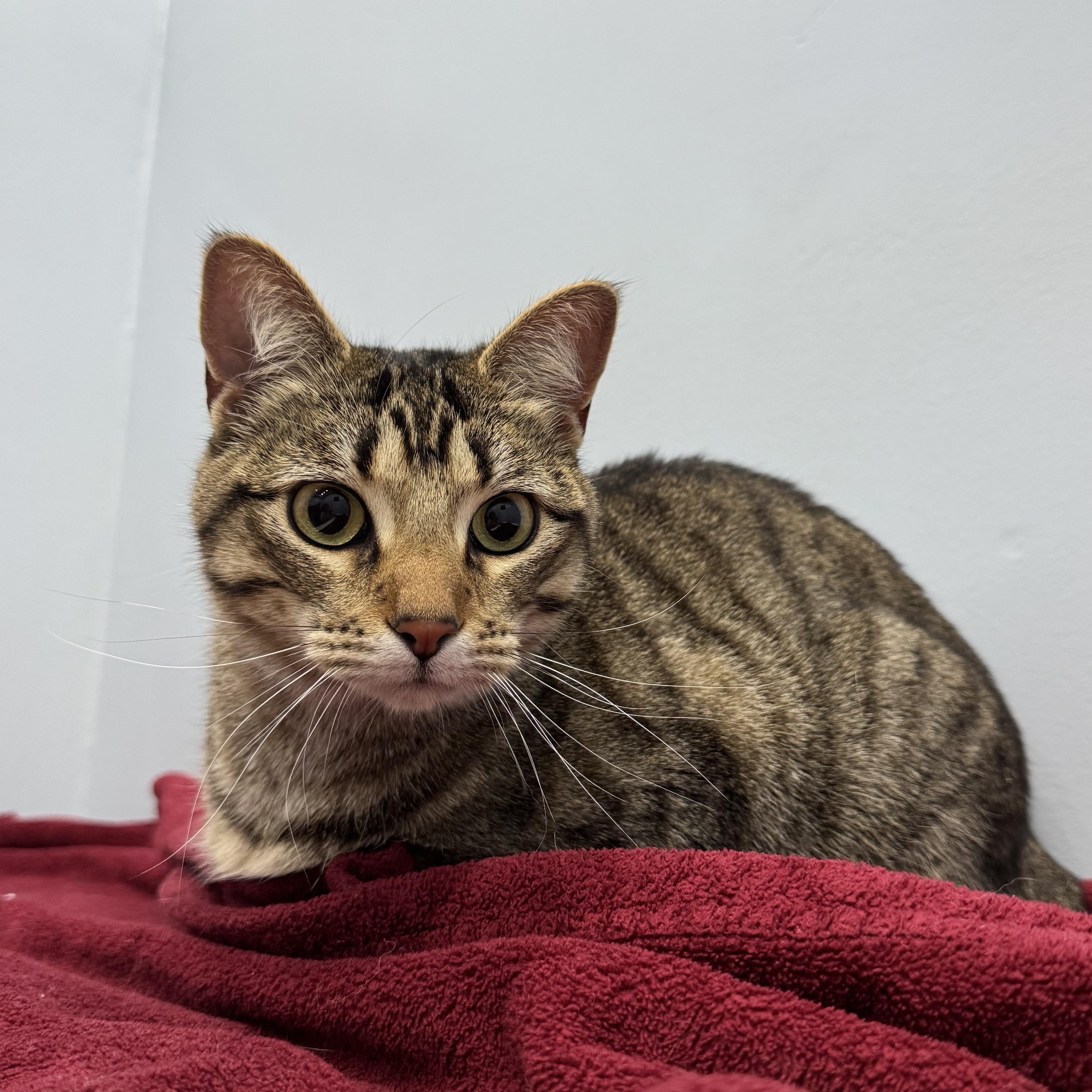 Enlarge Appalachia, a Adoptable Domestic Short Hair in Murphysboro, IL image 3/5