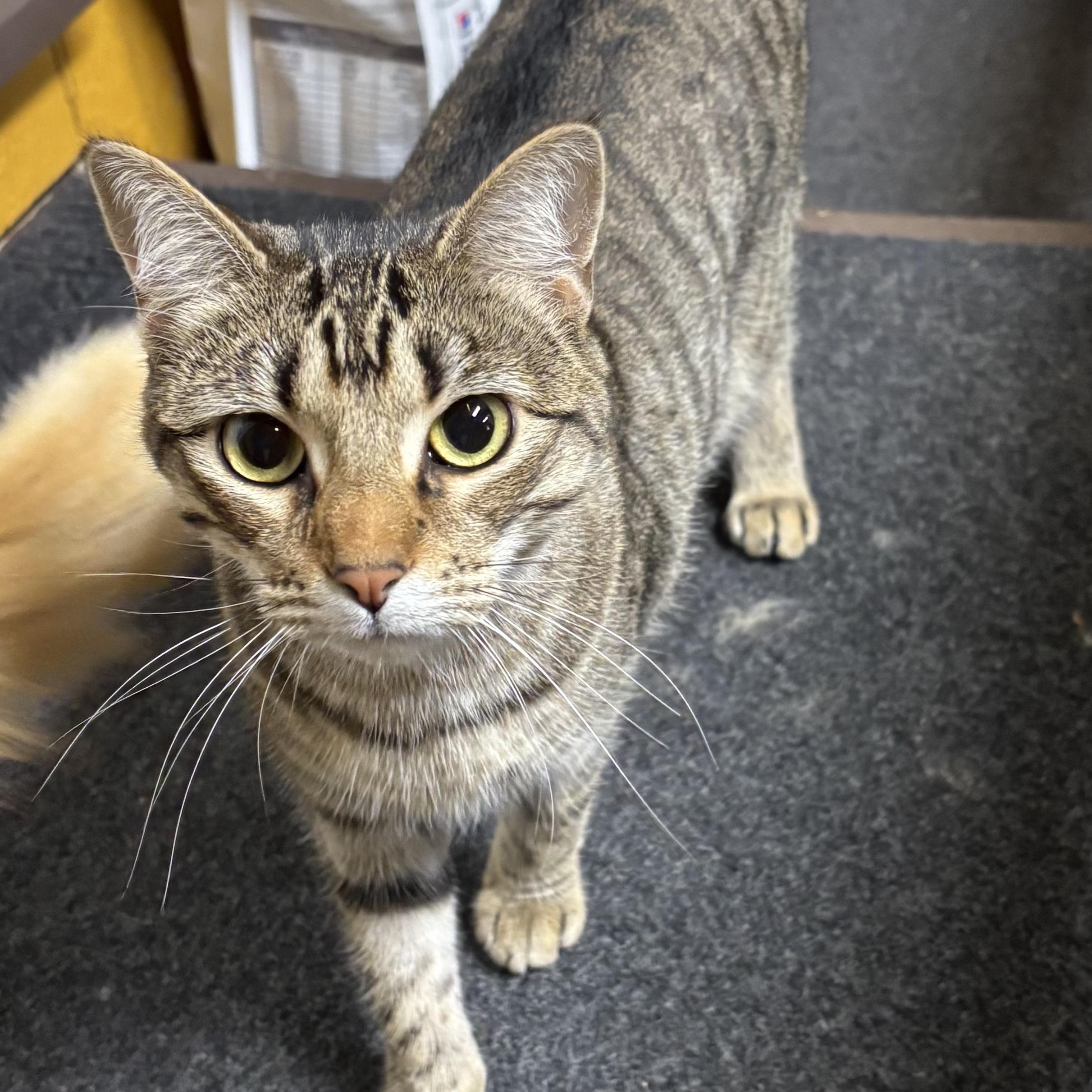 Appalachia, a Adoptable Domestic Short Hair in Murphysboro, IL image 3/3