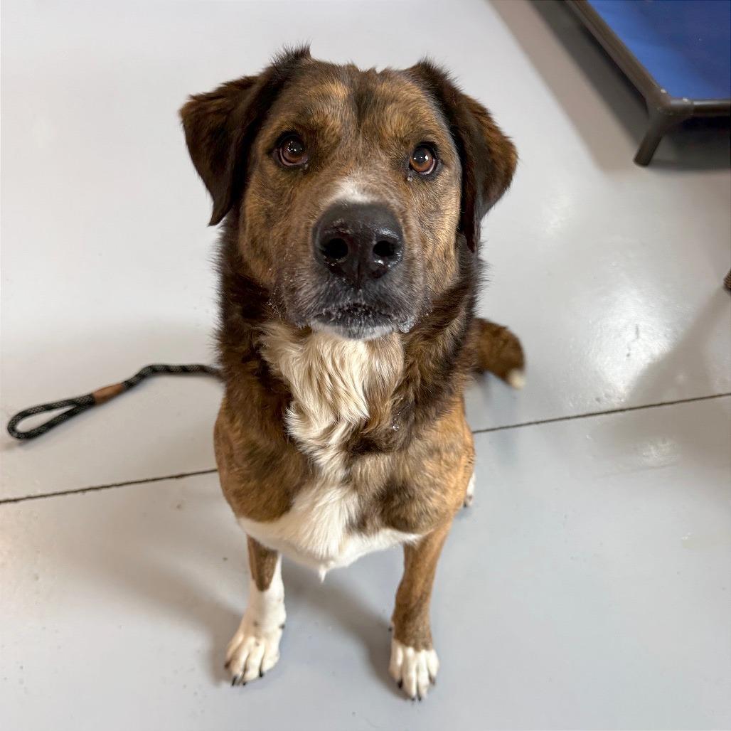 Wally  "Rowdy", Adoptable, Senior Male Shepherd & Mixed Breed.