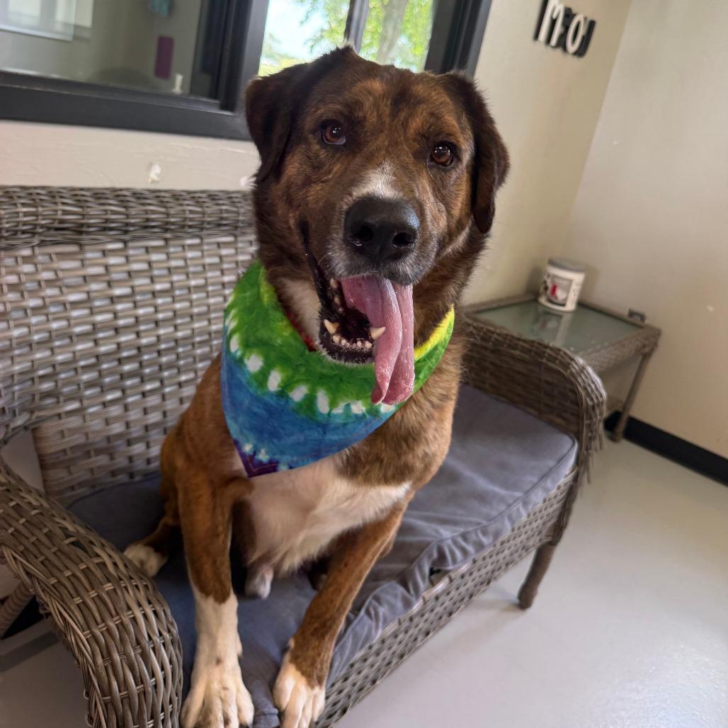 Enlarge Wally  "Rowdy", a Adoptable mixed breed in Ponca City, OK image 2/6
