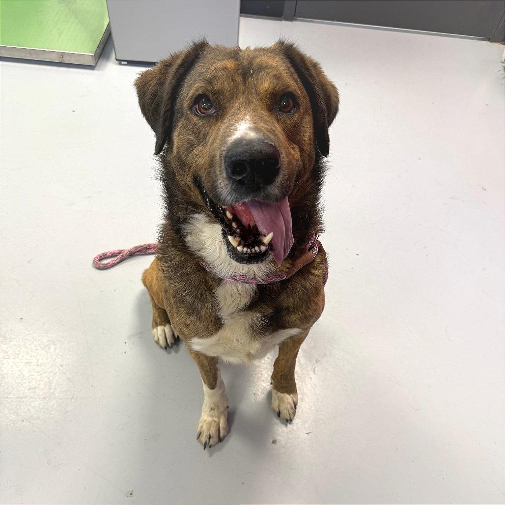 Wally "Rowdy", Adoptable, Senior Male Shepherd & Mixed Breed.