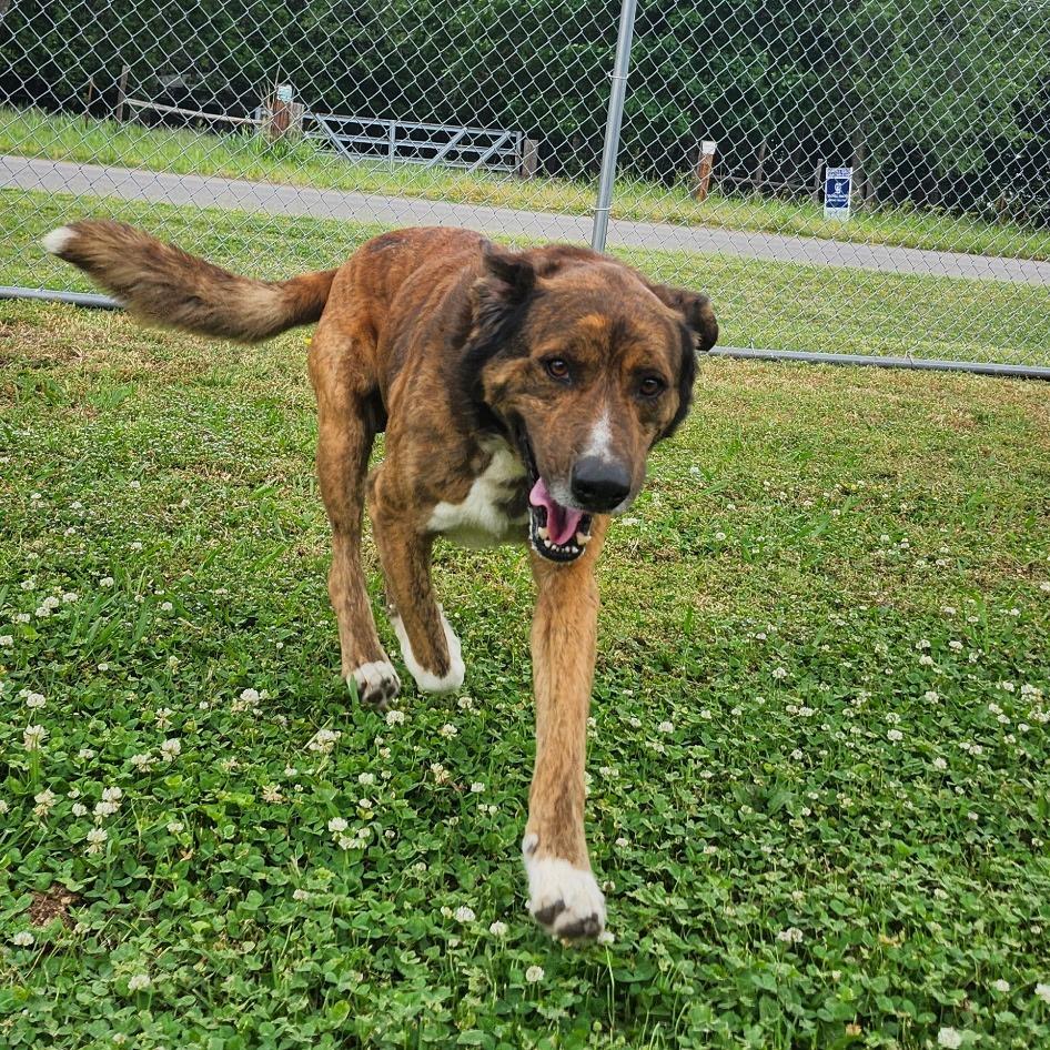 Wally "Rowdy", a Adoptable mixed breed in Ponca City, OK image 2/3