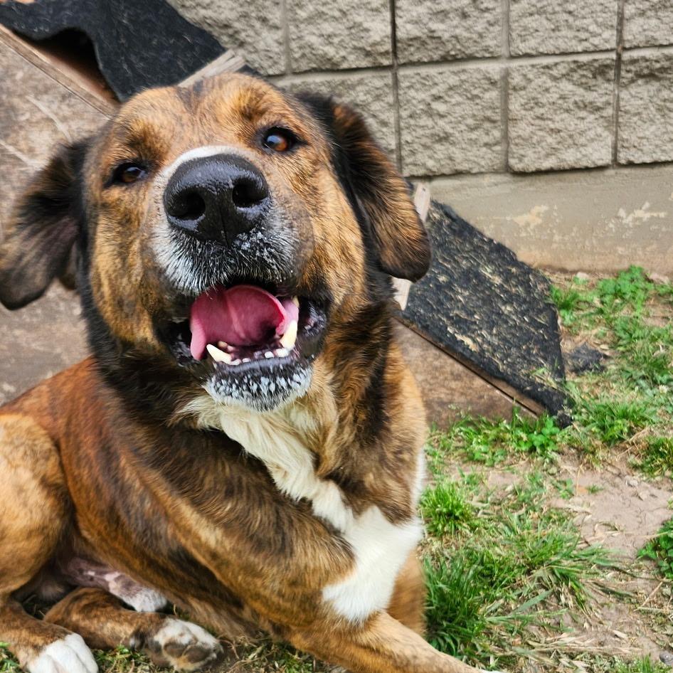 Wally "Rowdy", a Adoptable mixed breed in Ponca City, OK image 3/3