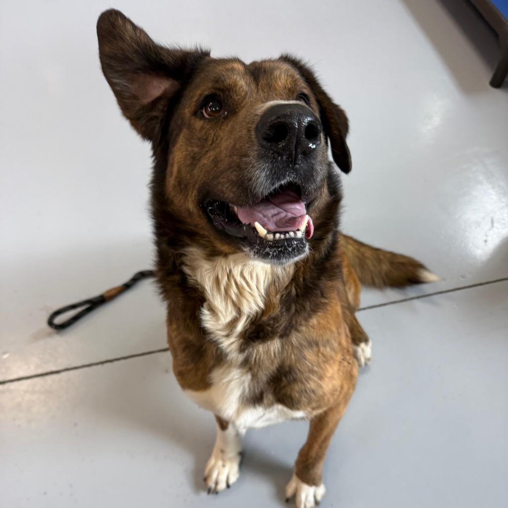 Wally "Rowdy", a Adoptable mixed breed in Ponca City, OK image 5/5