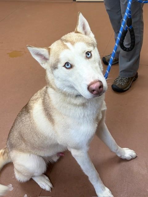 Enlarge Muzon, a ADOPTABLE Husky in Prudenville, MI image 1/1
