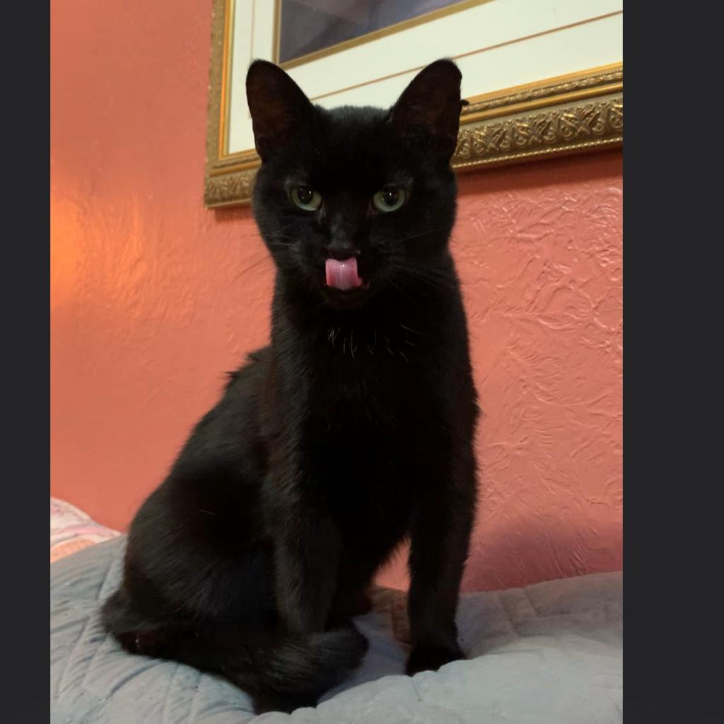 Luna, Adoptable, Adult Female Domestic Short Hair.