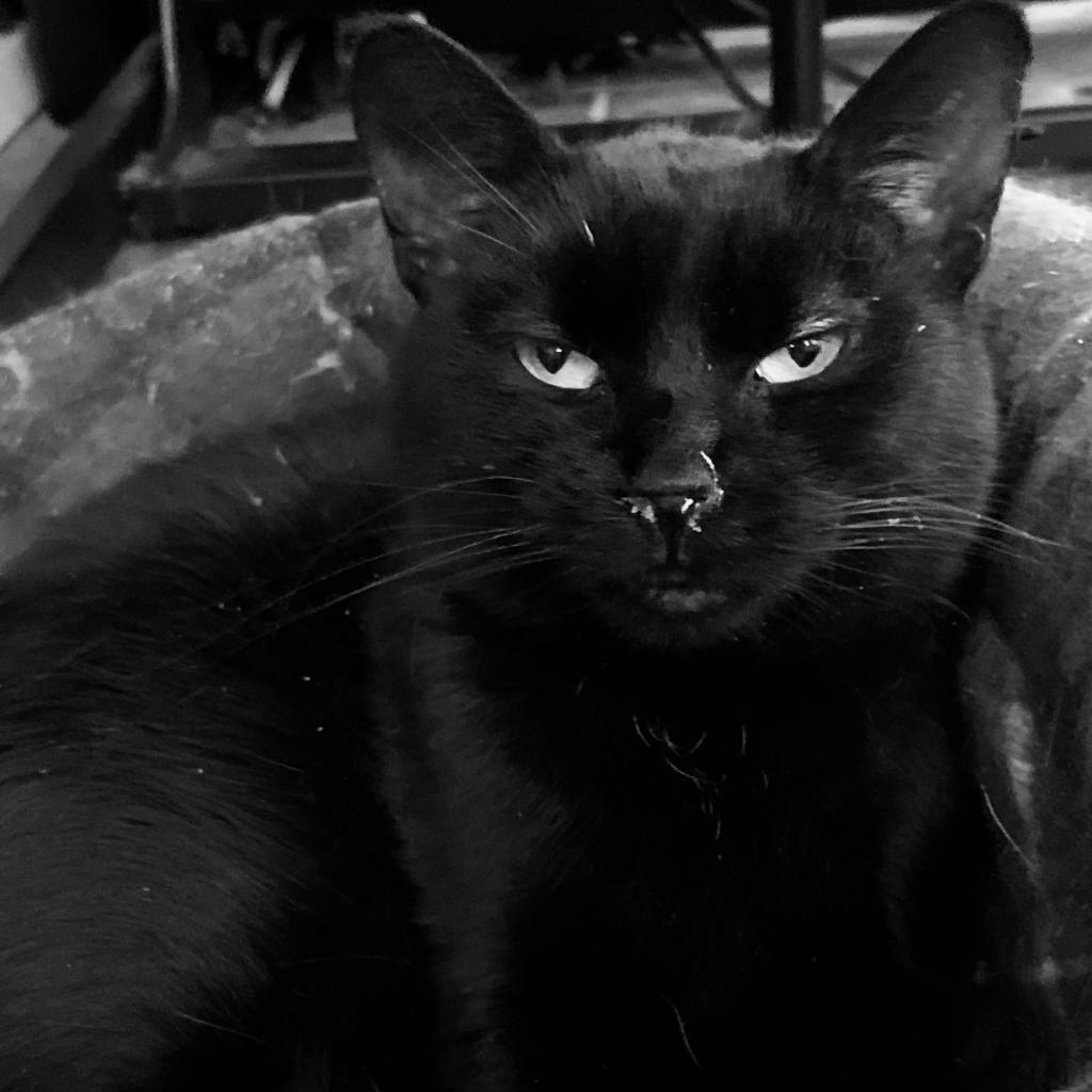 Luna, a Adoptable Domestic Short Hair in Greenfield, IN image 2/3